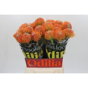 Nutans Ayoba Peach