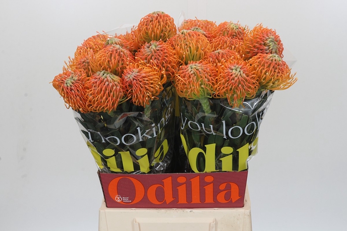 <h4>Nutans Ayoba Peach</h4>