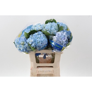 Hydr LilacBlush Select