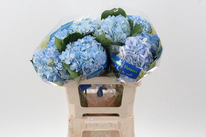 <h4>Hydr LilacBlush Select</h4>