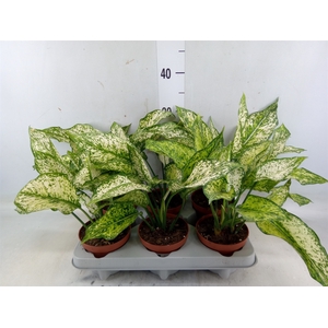 Aglaonema   ...