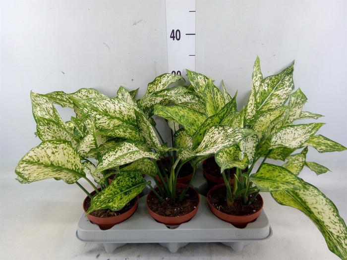 <h4>Aglaonema   ...</h4>