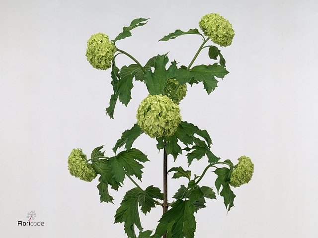 <h4>Viburnum Roseum St</h4>