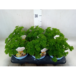 Petroselinum crispum
