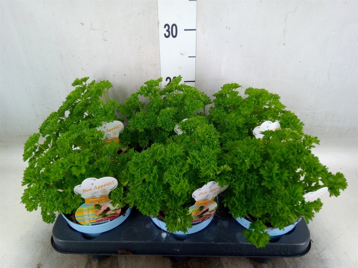 <h4>Petroselinum crispum</h4>