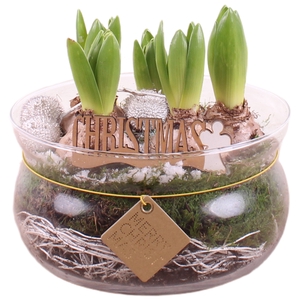 Opm Christmas Arr. Hyacint Glass Bowl + Rope