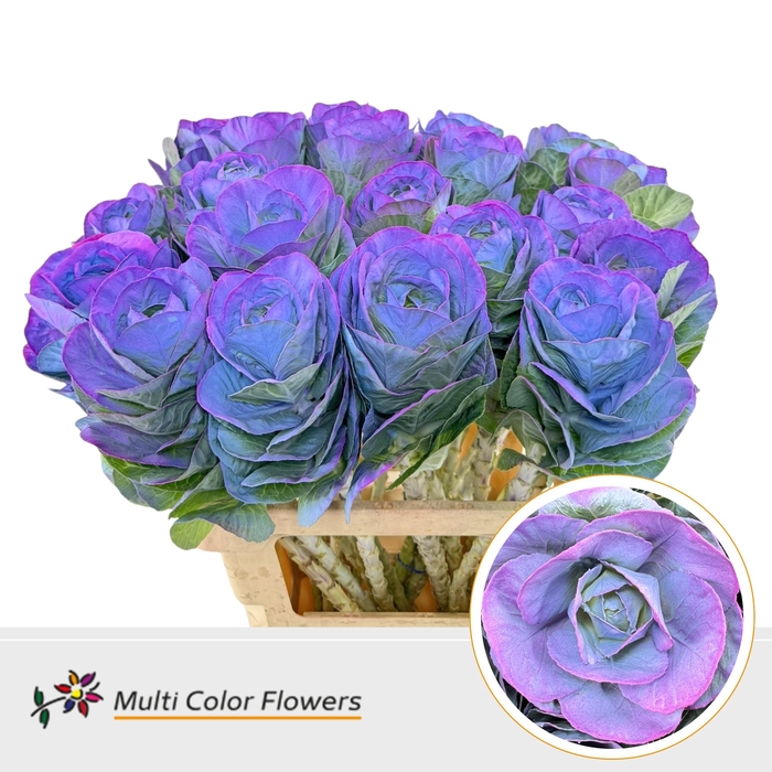 <h4>Brassica Mermaid</h4>