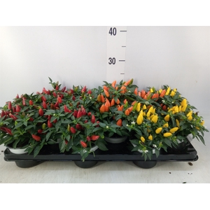 Capsicum annuum 'Favorit'   ...mix