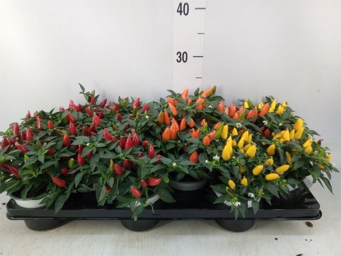 <h4>Capsicum annuum 'Favorit'   ...mix</h4>