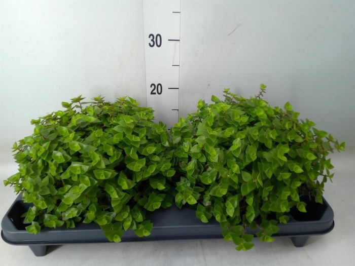 <h4>Callisia repens</h4>