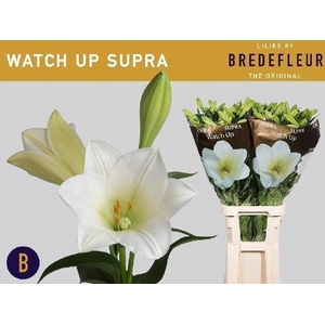 Lilium lo watch up Supra