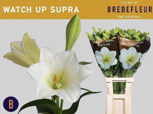 <h4>Lilium lo watch up Supra</h4>