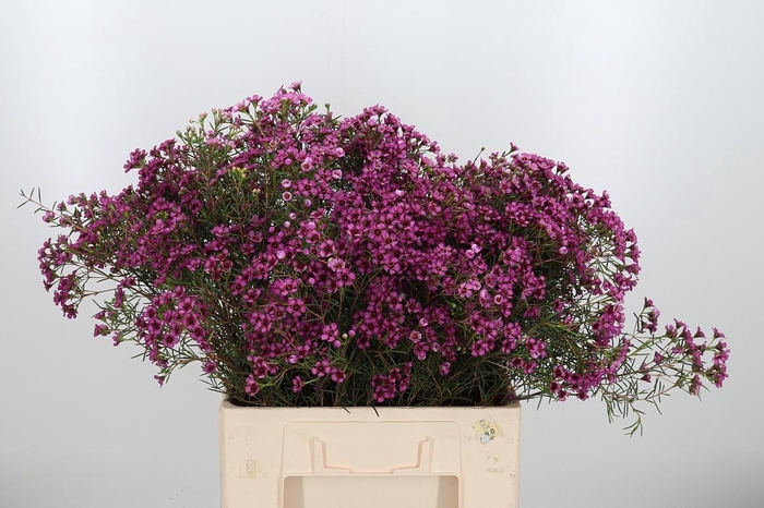 <h4>Chame Un Jupiter</h4>