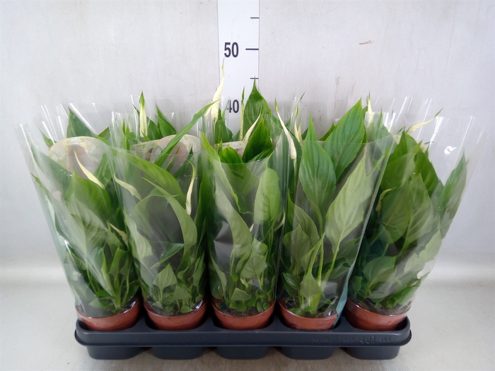 <h4>Spathiphyllum  'Torelli'</h4>