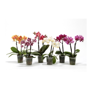 Phal Tiny Dolls Mix 2T10+ zonder Aqu@