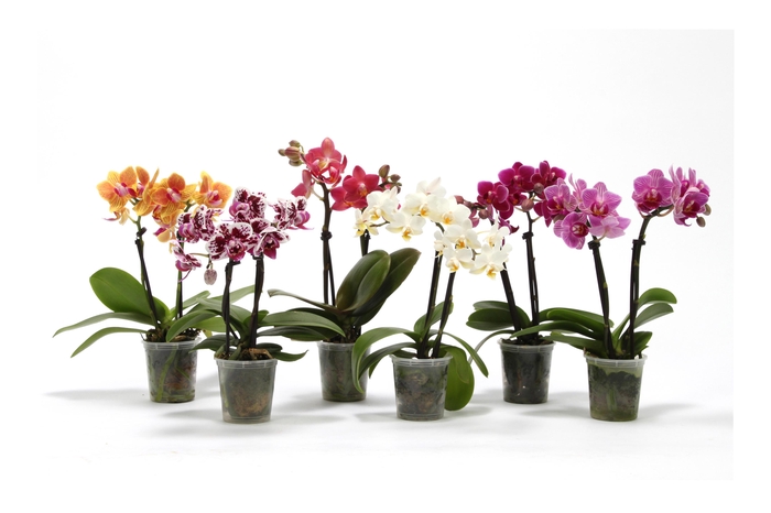 <h4>Phal Tiny Dolls Mix 2T10+ zonder Aqu@</h4>