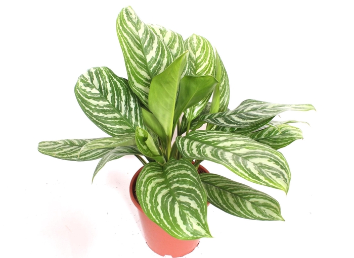 <h4>Aglaonema Stripes</h4>