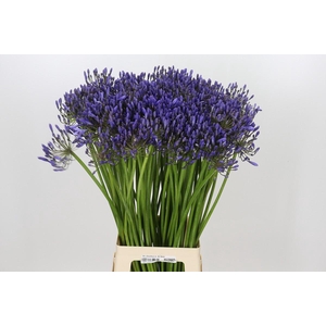 Agapanthus Donau