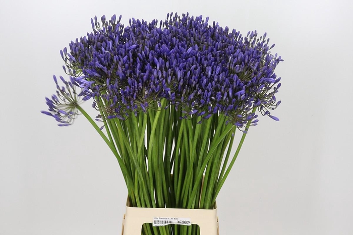 <h4>Agapanthus Donau</h4>
