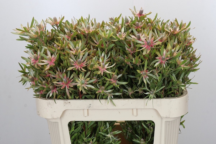 <h4>Leucadendron Ayoba Star Pearl</h4>
