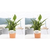 Spathiphyllum in P&PURE Terra Cotta 4 ass. 2