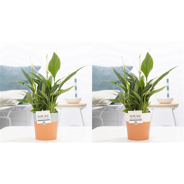 <h4>Spathiphyllum in P&PURE Terra Cotta 4 ass. 2</h4>