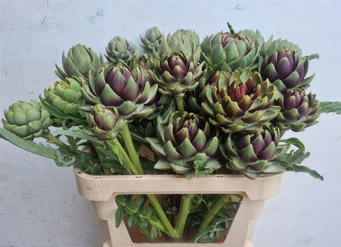 <h4>Cynara Sc Green Glob</h4>