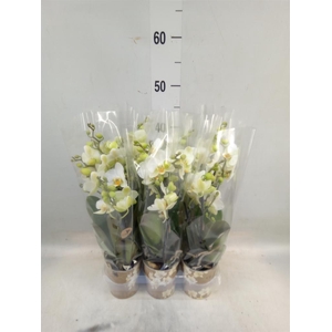 Phalaenopsis multi. 'Ant Lausanne'