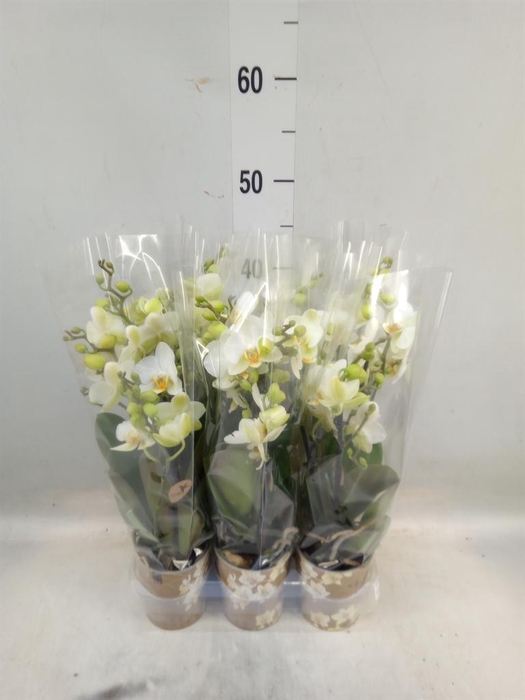 <h4>Phalaenopsis multi. 'Ant Lausanne'</h4>
