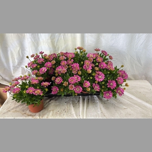 OSTEO FP PINK
