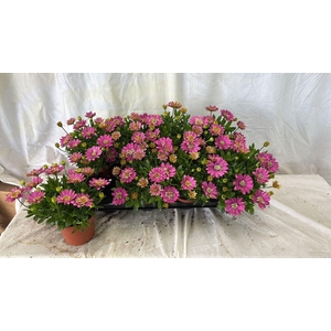 OSTEO FP PINK