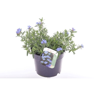 Lithodora Diffusa Heavenly Blue