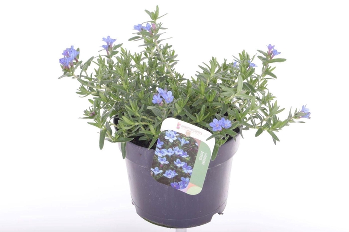 <h4>Lithodora Diffusa Heavenly Blue</h4>