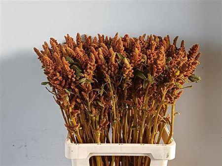 <h4>Amar Cr Hot Biscuits</h4>