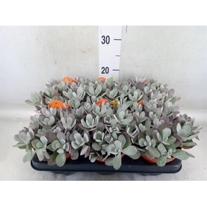 Kalanchoe NF pumila