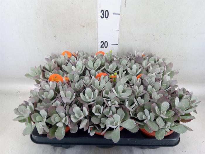 <h4>Kalanchoe NF pumila</h4>