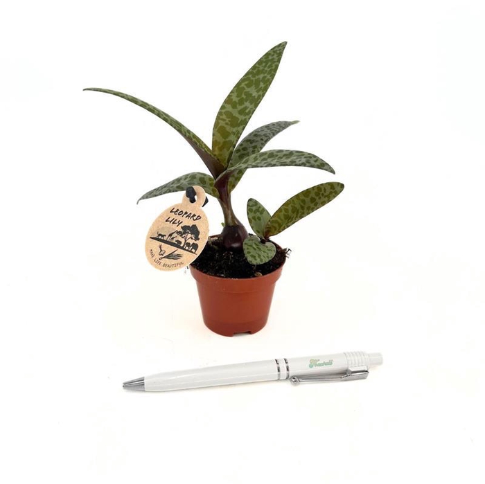 <h4>LEDEBOURIA SOCIALIS P6 LEOPARD LILY</h4>