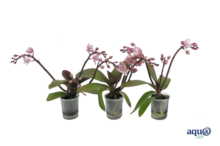 <h4>Phal Tiny Dolls Wild Roze 3/4T18+ Aqu@</h4>