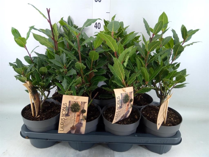 <h4>Laurus nobilis</h4>