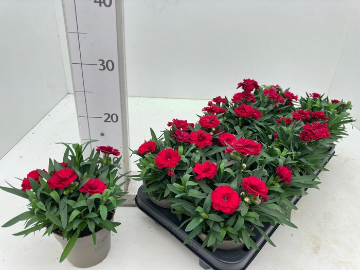 <h4>DIAN OSC CHERRY</h4>