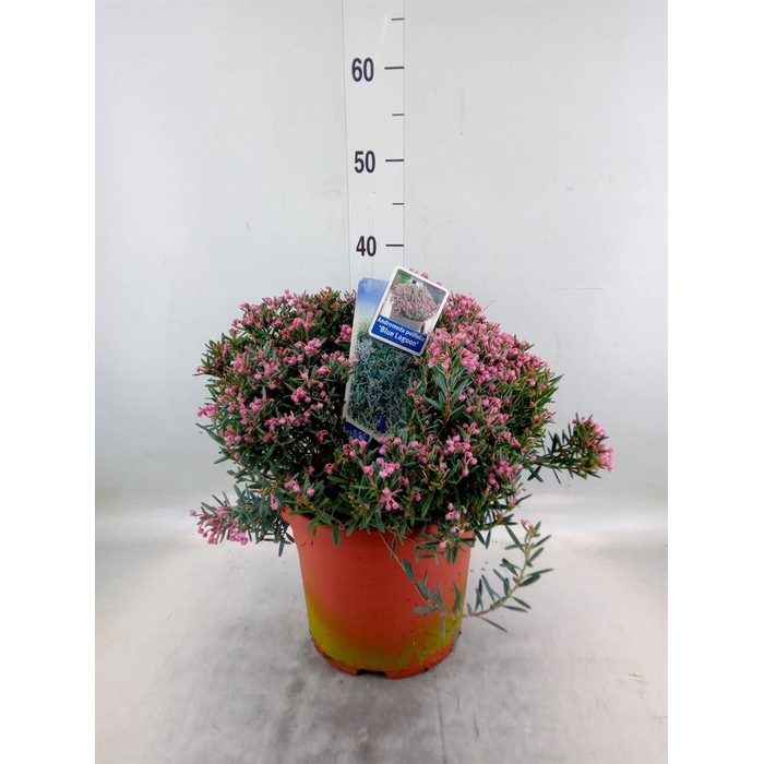 <h4>Andromeda polifolia</h4>