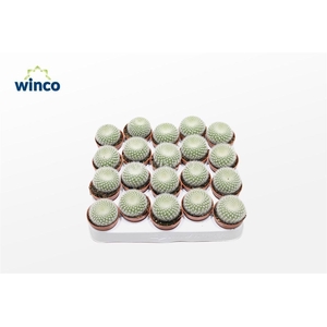 Notocactus Haselbergii