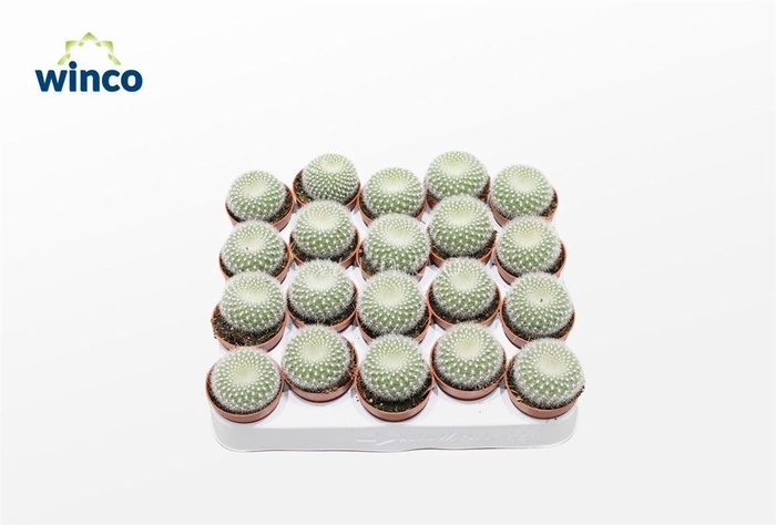 <h4>Notocactus Haselbergii</h4>