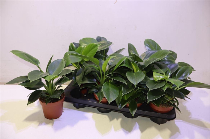 <h4>Phil Green Princess</h4>