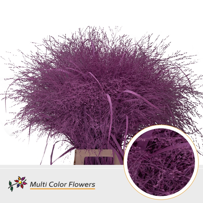 <h4>Panicum Rose Nieuw</h4>