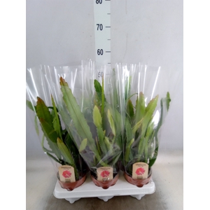 Epiphyllum   ...