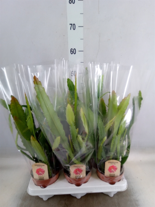 <h4>Epiphyllum   ...</h4>