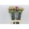 Dianthus St Antigua