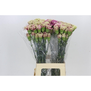 Dianthus St Antigua