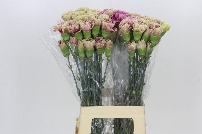 <h4>Dianthus St Antigua</h4>